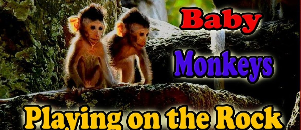 Baby Monkeys Playing On The Rock | WildLife Animals Baby Monkeys Playing On The Rock | WildLife Animals