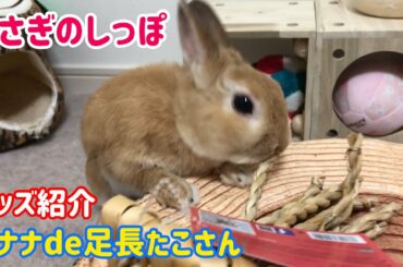【うさぎ】バナナde足長たこさんを食べる5日間観察してみた【グッズ紹介】Cute rabbit #82