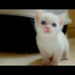 اجمل القطط الصغيرة  | Cute Baby Cats💗Video Compilation Cute Moment Of The Cats #8 😍 Cute