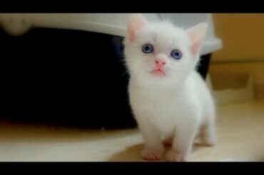 اجمل القطط الصغيرة  | Cute Baby Cats💗Video Compilation Cute Moment Of The Cats #8 😍 Cute