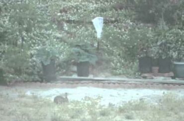 Whassup!!! Cute Bunny Spotted In My Backyard!!!