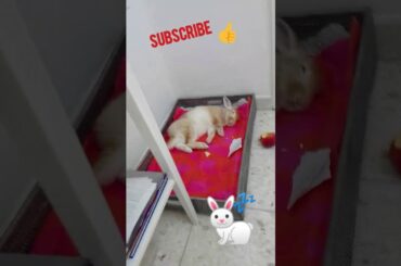 How cute rabbit sleeping