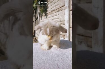 Increíblemente lindo conejo. Amazingly cute rabbit.