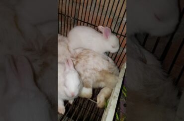 My cute 😍 rabbit female with her 4 babies🐰😍