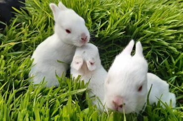 Cutest baby rabbits in wheat grass