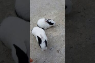 My cute😍Bunnies 🐇❤️💋