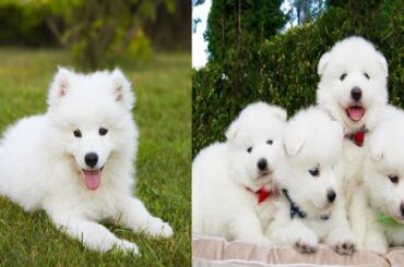 Baby Dogs - Cute and Funny Dog Videos Compilation #11 | Aww Animals 2020