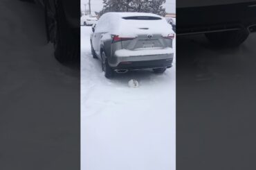Cute little bunny in snow