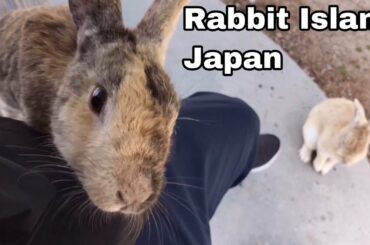 Adoreable wild rabbit moving the nose | Rabbit Island in Japan（大久野島/うさぎ島）