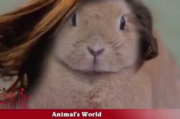 Cutest Bunnies Collection