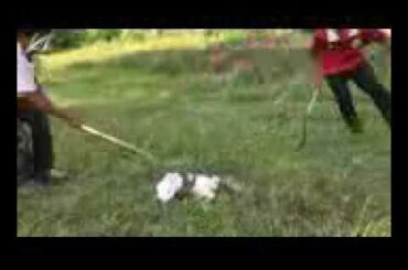 Real anaconda stalk cute rabbit