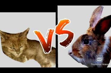 Cute cat playing with rabbit