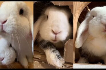 Cute Rabbit Reaction | White Rabbit Lover | Rabbit lover | Animal Action Lover