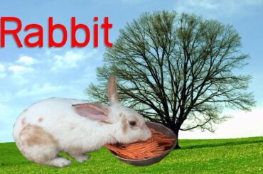 Rabbit Eating​ carrot tubers | Cute Rabbit