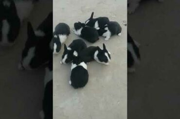 Rabbit Baby 7 Pcs