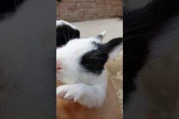 Bunny🐰 🐇just one week old❤️💋