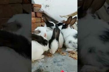 Más lindos conejos. More cute rabbits.