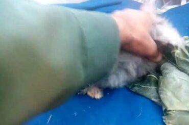 Fuzzy Lop Rabbit Bunny