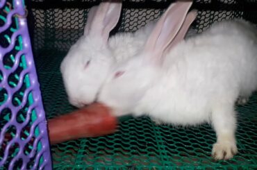 Rabbits Eating Carrot | Funny Animal | Children Video | Cute Animal