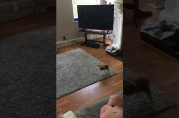 Baby Bunny doing a Binky