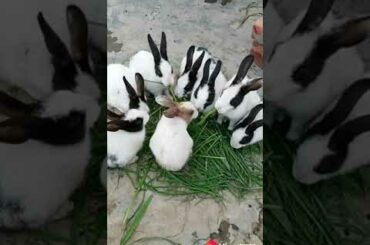 Conejos realmente lindos. Really cute rabbits.