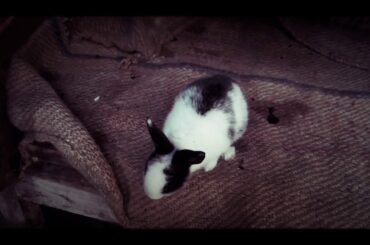 #Cute babies of rabbits