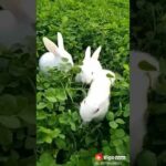 Más lindos conejos blancos lindos. Moves beautiful cute white rabbits.