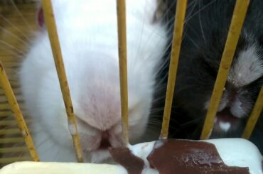 two cute rabbit eating ice cream..