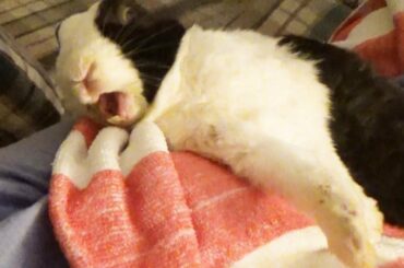 Waking a Sleeping Rabbit by Trying Not to Laugh