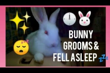 BABY BUNNY GROOMS UNTIL IT FELL ASLEEP