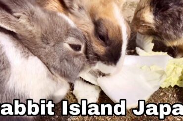Cute baby bunny eating napa cabbage | Rabbit Island in Japan（大久野島/うさぎ島）