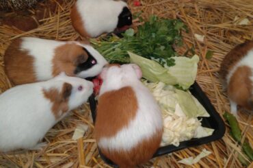 Guinea pig Night Routine vlog ll guinea & bunny