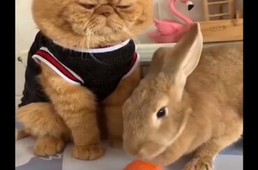 vidéo lapin mignon rire Funny and Cute Baby Bunny Rabbit Videos   Baby Animal