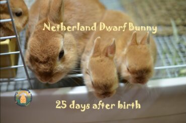 ネザーランドドワーフの赤ちゃん 生後25日目 Fluffy bunny baby NetherlandDwarf
