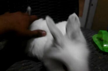 Angora rabbit bunnies