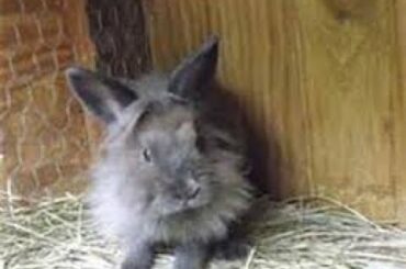 My cute smoke lion head pet rabbit