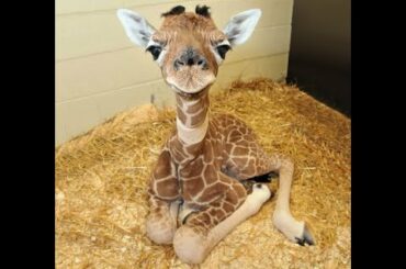 💗Cute Baby Animals Videos Comlication (Horse-Cat-Elephant-Dog-Rabbit-Many Animals)💗