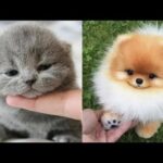 Cutest Animals! Cute baby animals Videos Compilation cute moment of the animals #1