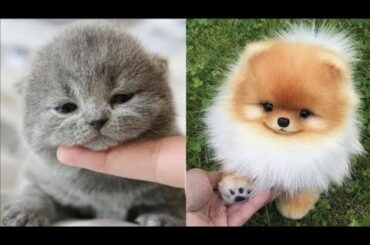 Cutest Animals! Cute baby animals Videos Compilation cute moment of the animals #1