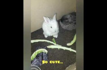 #eating  rabbit 🐇 🐇 🐇  ammm I love it...