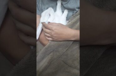 Cute bunny sleeping in his parent's arms.