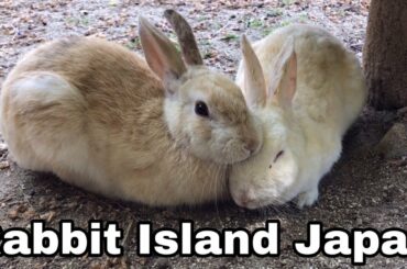 [Cute]The two rabbits are sleeping | Rabbit Island in Japan（大久野島/うさぎ島）
