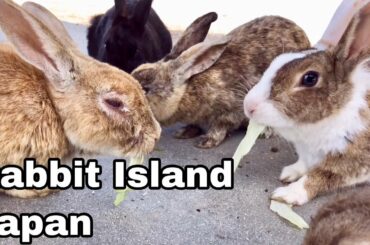 [Cutest]Wild rabbits eating lettuces | Rabbit Island in Japan（大久野島/うさぎ島）