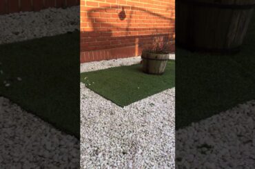 Cute rabbit playing in the garden