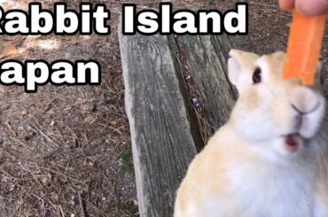 [Cutest]Rabbit eating a carrot deliciously | Rabbit Island in Japan（大久野島/うさぎ島）