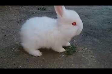Lionhead Bunnies White Color