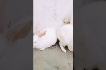 Two cute rabbit scene masti 😁😁😁