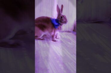 Play little bunny 🐇