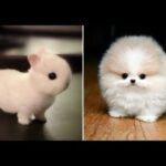 Most cutest animals ever !!!!