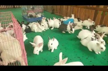 cute  rabbits, eat food every happy in cages ##